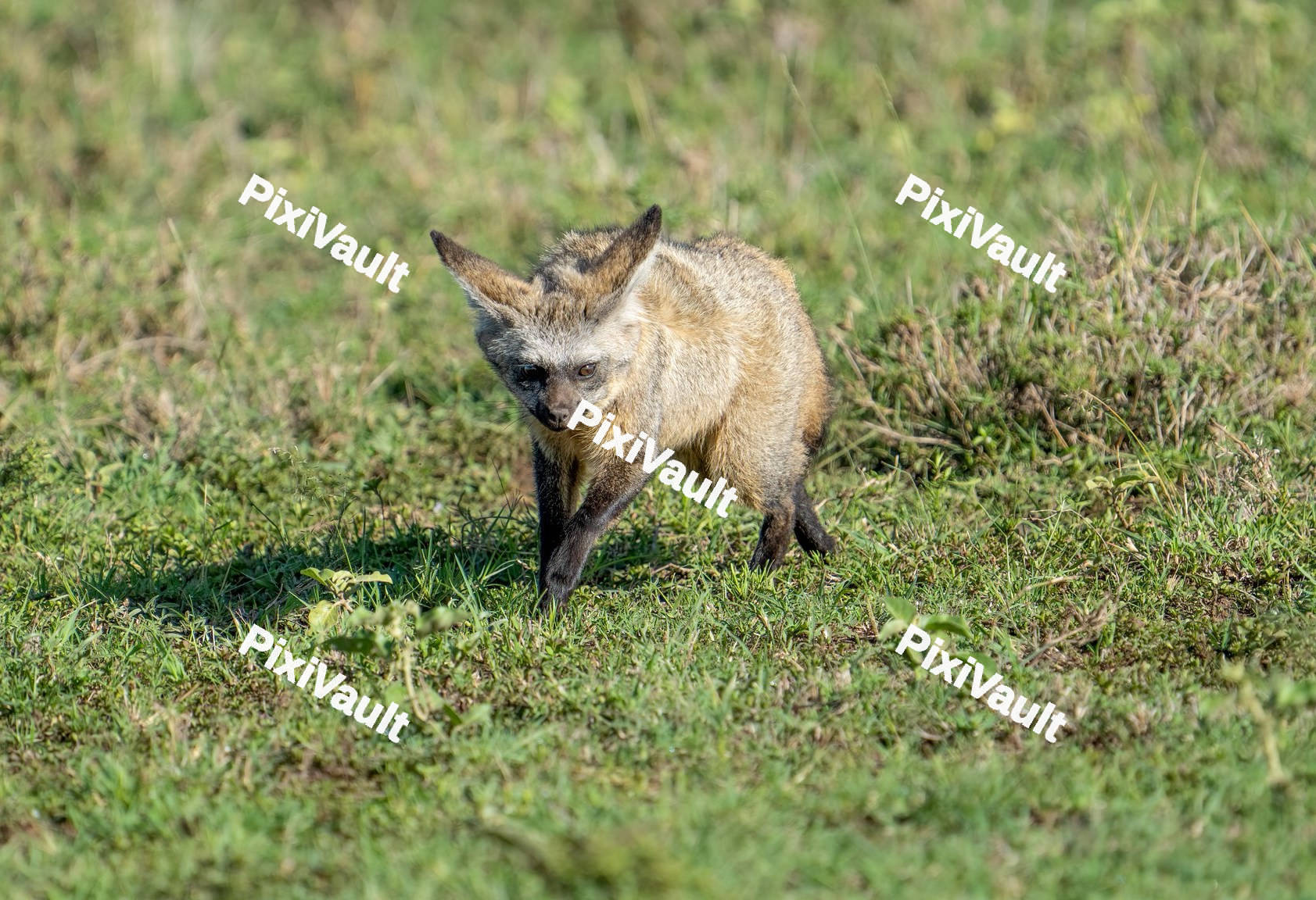 Baby Hyena walking in the grass